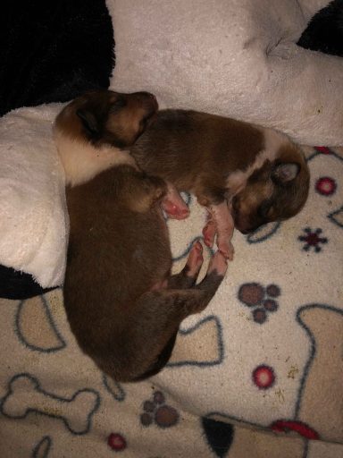 Anuk und Aslan